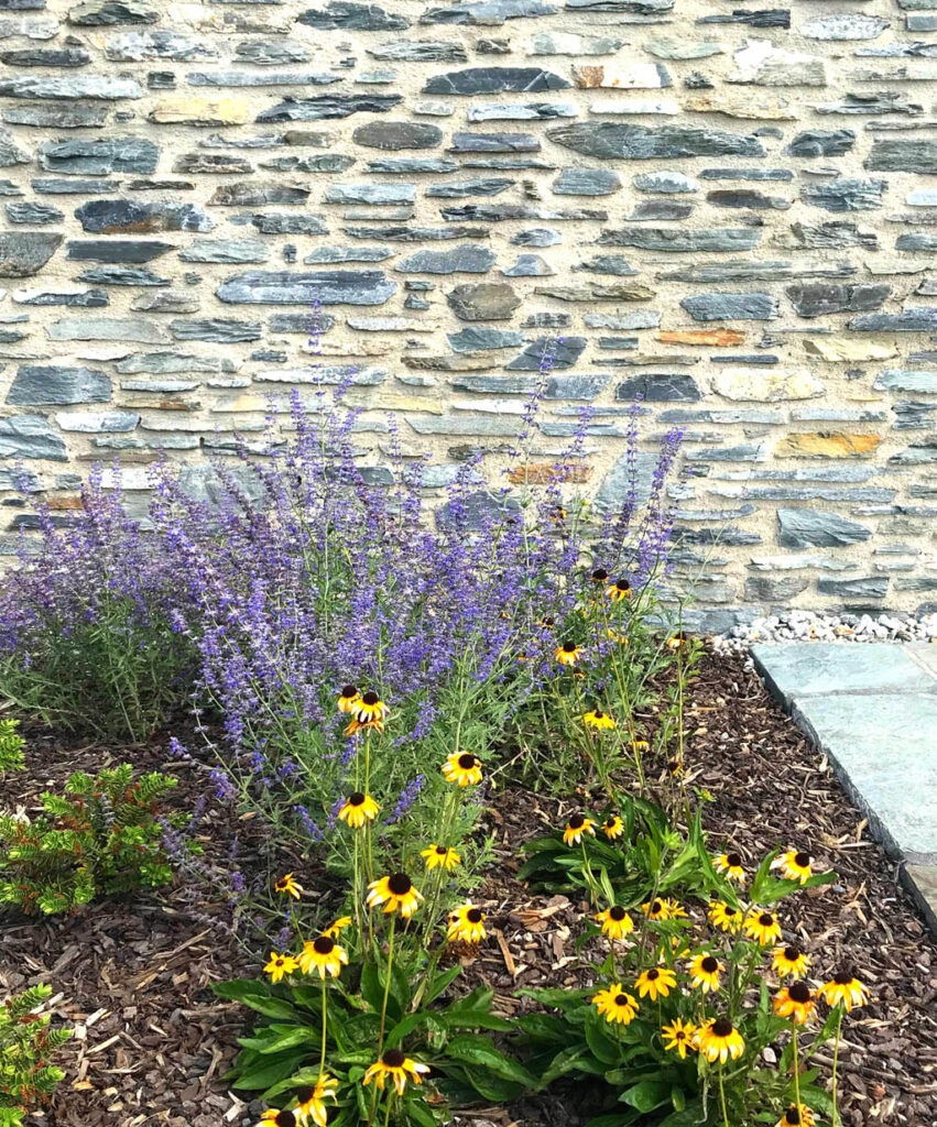 Rudbeckia and Perovskia flowering perennials planted against a schist wall at Blanket Bay Villas.