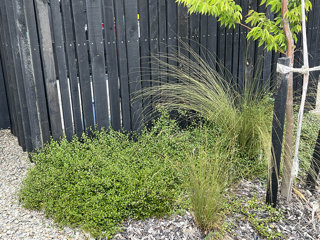 Close view of native groundcovers, tussocks and a young tree beside a dark timber fence at Station View.