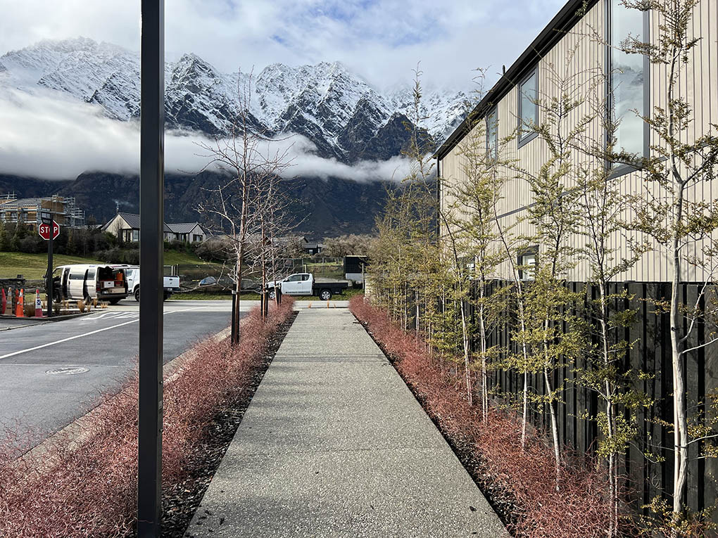 Pedestrian path through Station View framed by muehlenbeckia astonii, beech trees and mountain views.